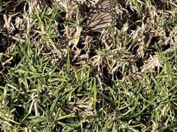 Monarch butterfly sipping dew