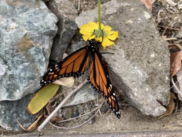 monarch butterfly