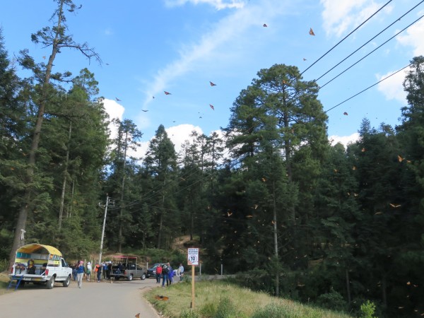 Monarchs by the road near the sanctuaries