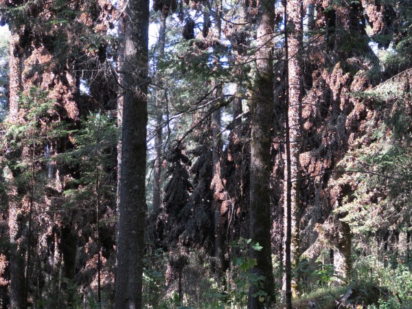 Clusters of monarchs at El Rosario Sanctuary