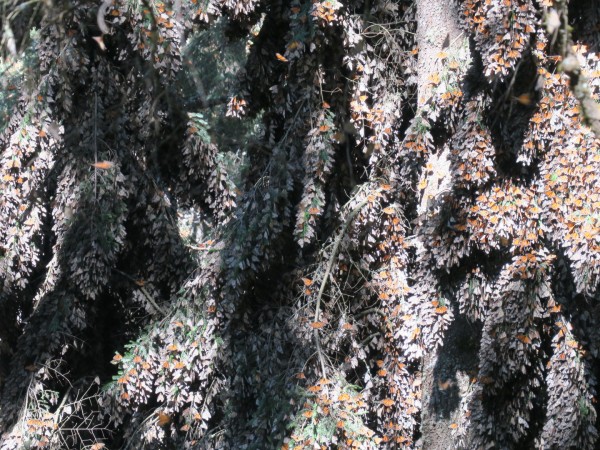 Clusters of monarchs at El Rosario Sanctuary