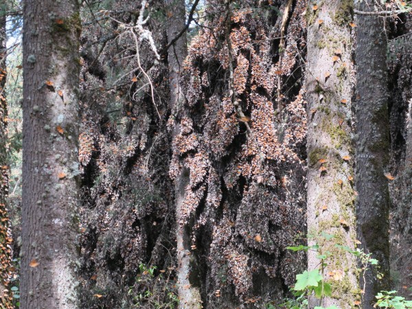 Clusters of monarchs at El Rosario Sanctuary