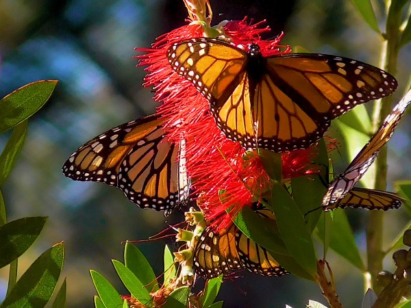 Monarchs nectaring at Pacific Grove Sanctuary
