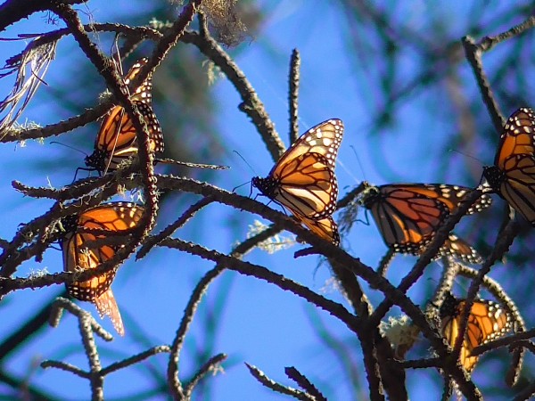 Western monarchs overwintering