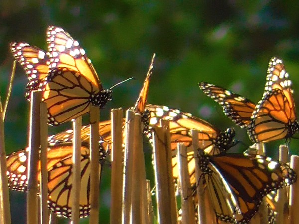Western monarchs overwintering