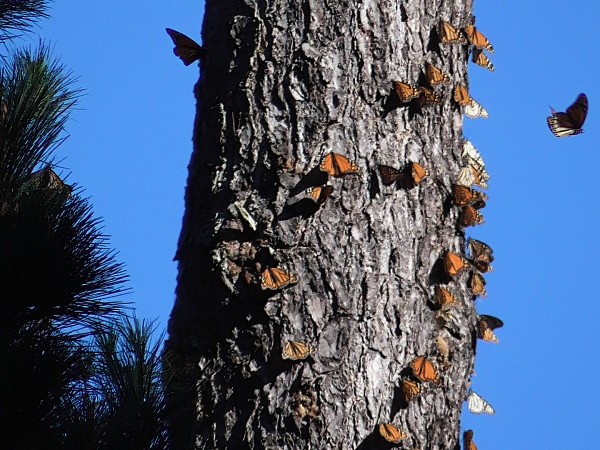 Western monarchs overwintering