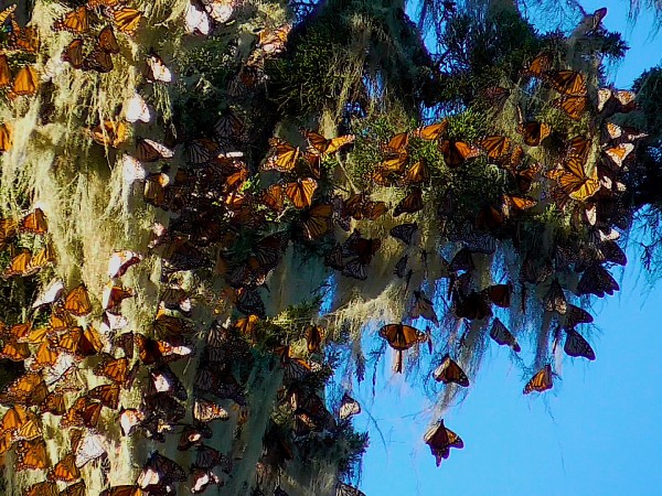 Western monarchs overwintering