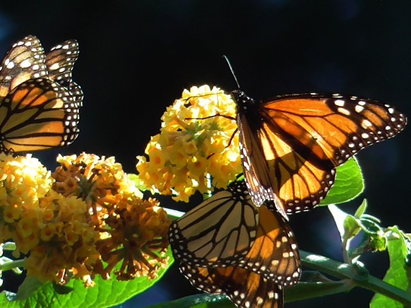 Western monarchs overwintering 