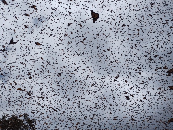 Monarchs at Cerro Pelon Sanctuary