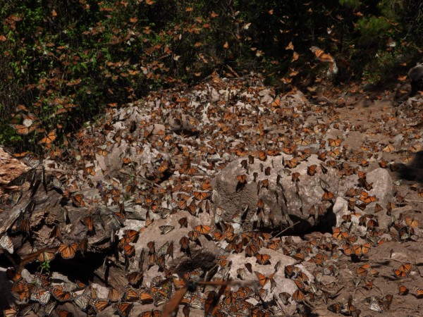 Monarch Butterflies at Cerro Pelon Sanctuary