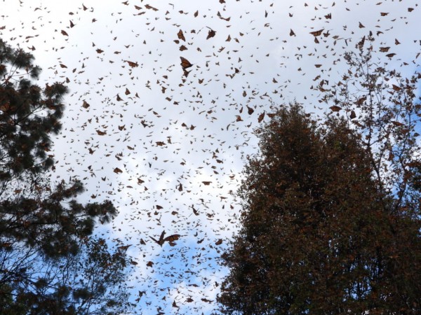 Monarchs at Cerro Pelon Sanctuary