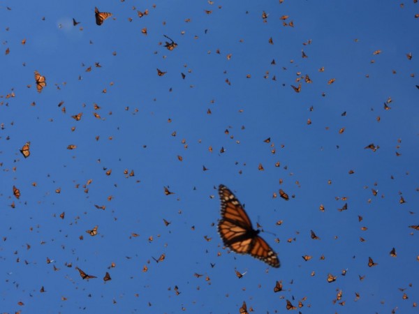 Monarch butterflies at Cerro Pelon Sanctuary