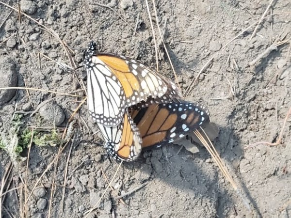 Mating monarchs at Cerro Pelon Sanctuary