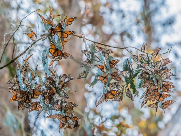 Monarchs at Morro Bay National Estuary