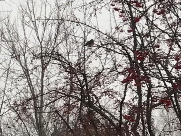 American Robin in Thunder Bay, ON
