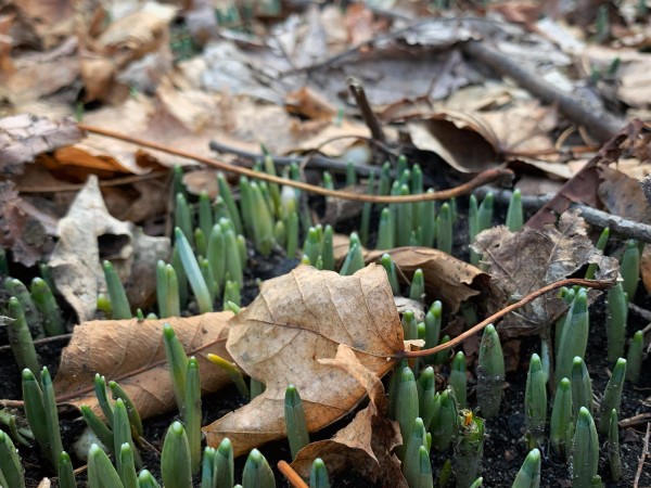 Snowdrops emerging in Massachusetts