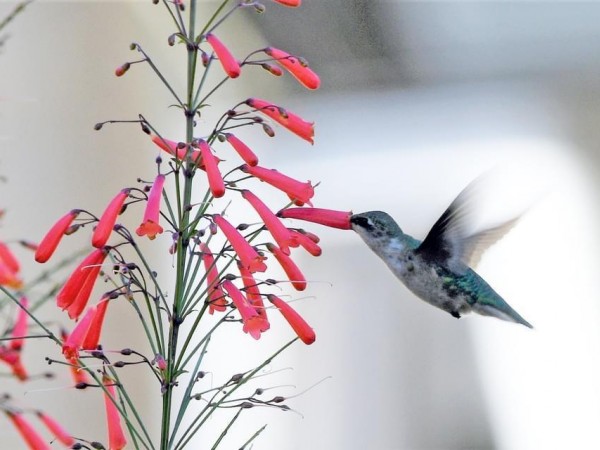 Ruby-throated Hummingbird in Texas