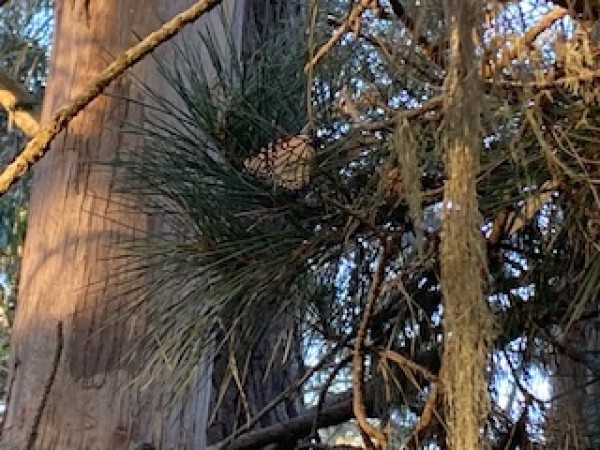Mating monarchs at Pismo Beach