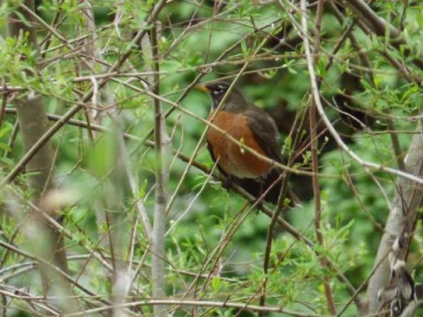 American Robin in California