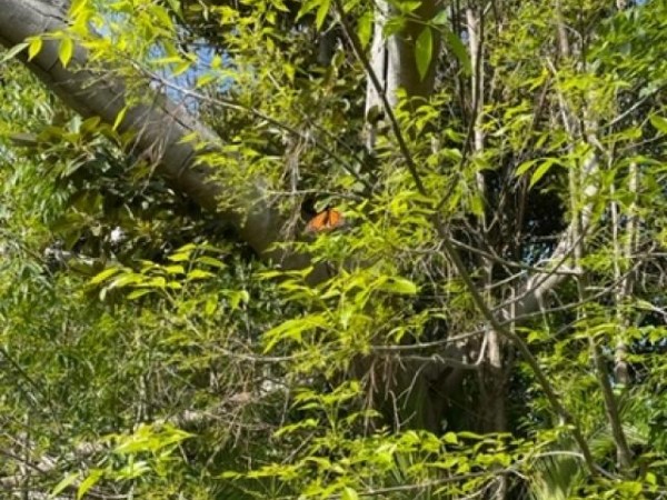 Monarch butterfly in Los Angeles, CA