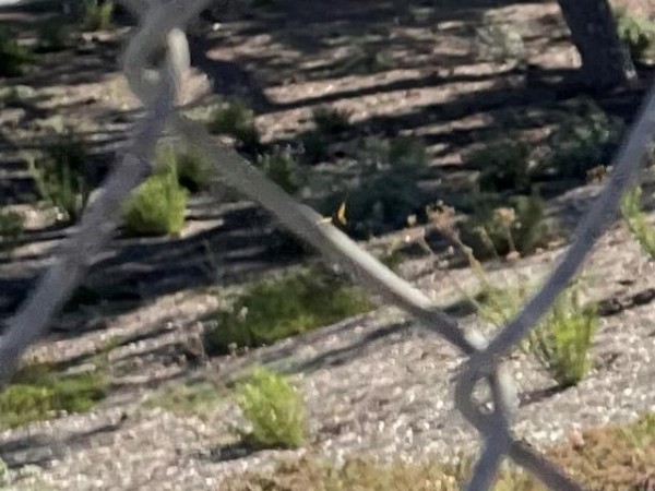 Monarch in Los Angeles