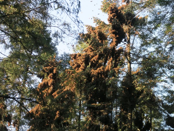 Monarchs at El Rosario Sanctuary