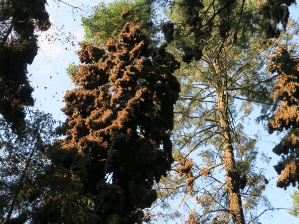 Monarchs at El Rosario Sanctuary 