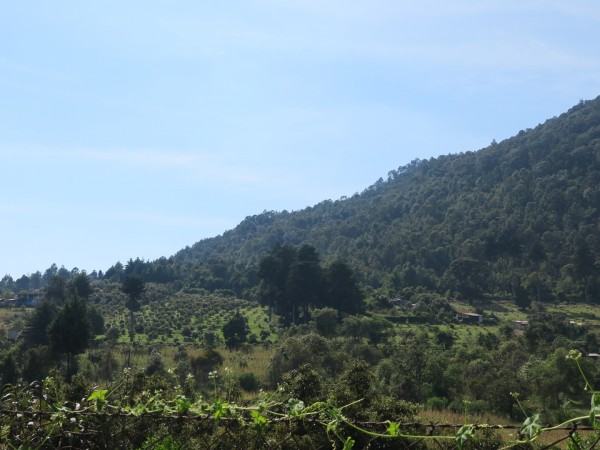 Avocado plantation near the Monarch Butterfly Biosphere Reserve, Mexico.