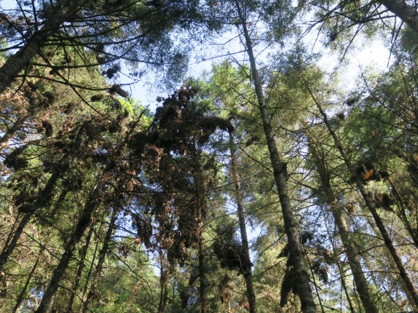 Overwintering monarchs at El Rosario Sanctuary