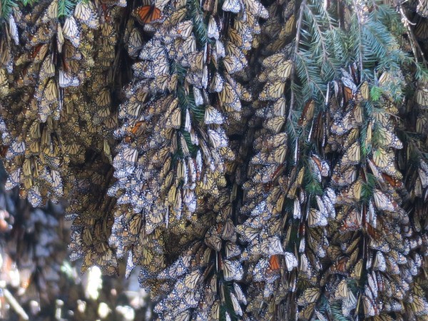 Monarchs at El Rosario Sanctuary