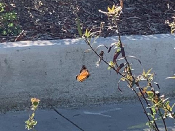 Monarch butterfly in California