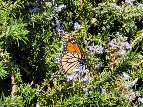 Monarch Butterfly in Las Vegas