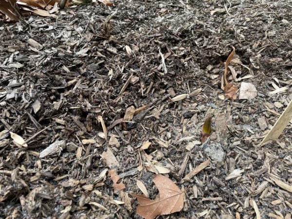 Emerging tulips in Pennsylvania
