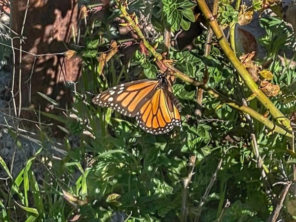 Monarch butterfly in California