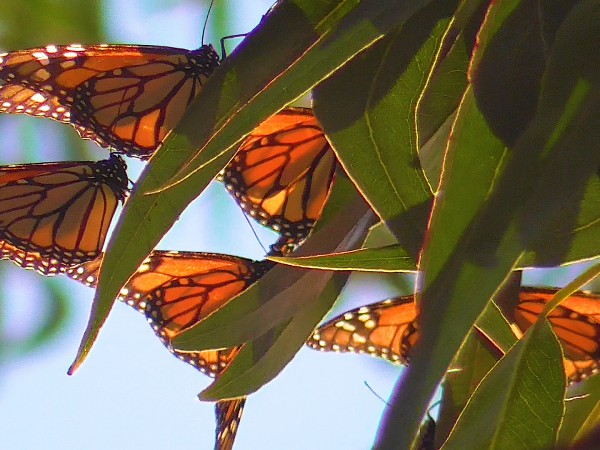 Monarchs basking in the sun at Pacific Grove Sanctuary, CA