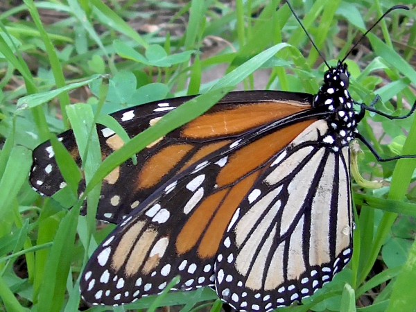 Monarch at Pacific Grove Sanctuary, CA