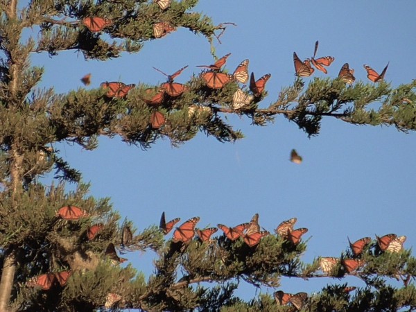 Monarchs at Pacific Grove, CA