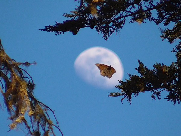 Monarch Butterflies at Pacific Grove Sanctuary