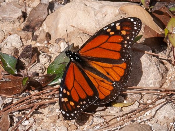 Monarch butterfly in Florida