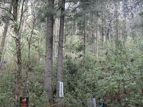Tourists and monarch butterflies at Sierra Chincua Sanctuary