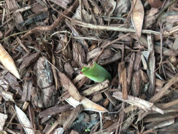 Emerging tulips in North Carolina