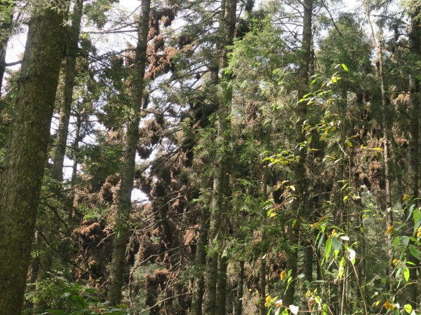 Monarchs at Sierra Chinca Sanctuary