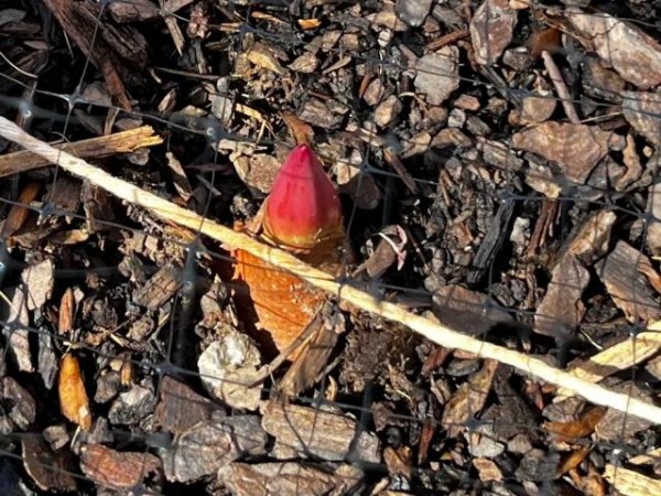 Emerging tulip in Virginia