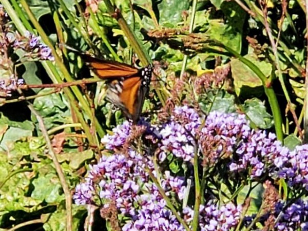Monarch nectaring in California