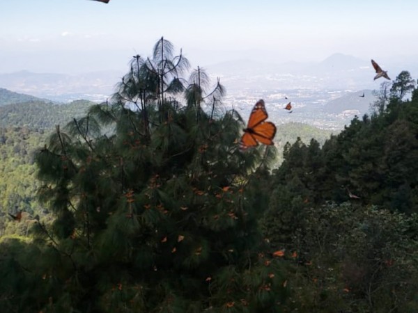 Monarchs at Cerro Pelon Sanctuary