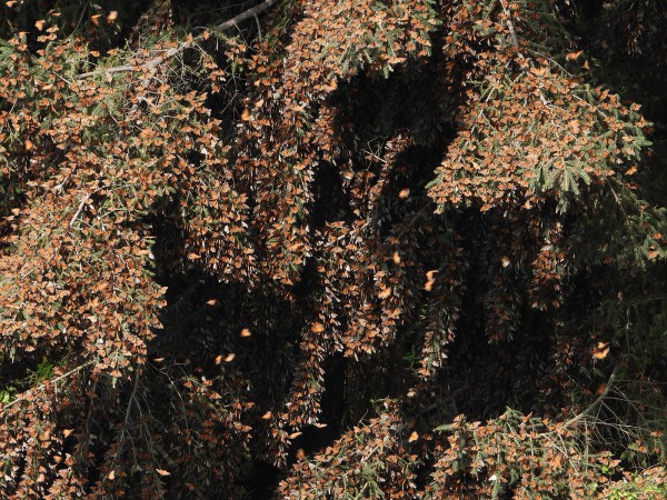 Monarchs at Cerro Pelon Sanctuary
