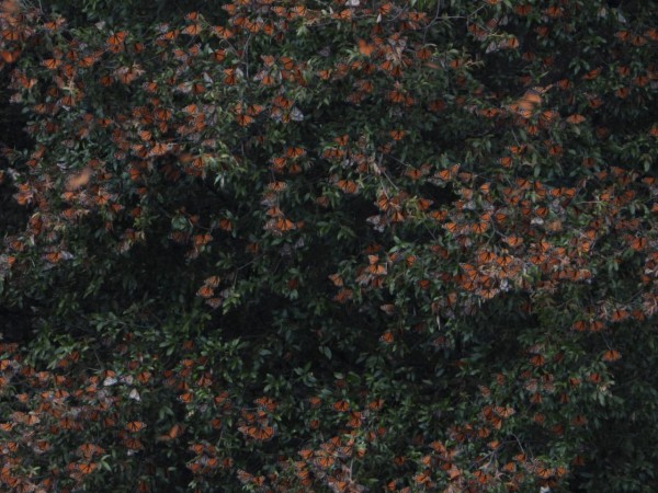 Monarchs at Cerro Pelon Sanctuary