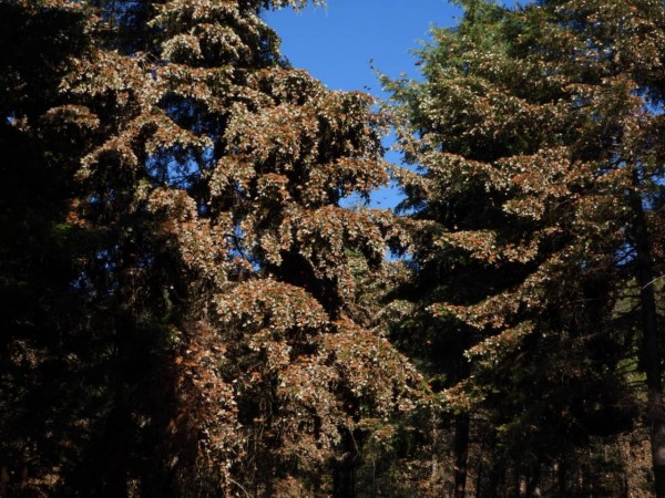 Colony of monarchs at Cerro Pelon Sanctuary