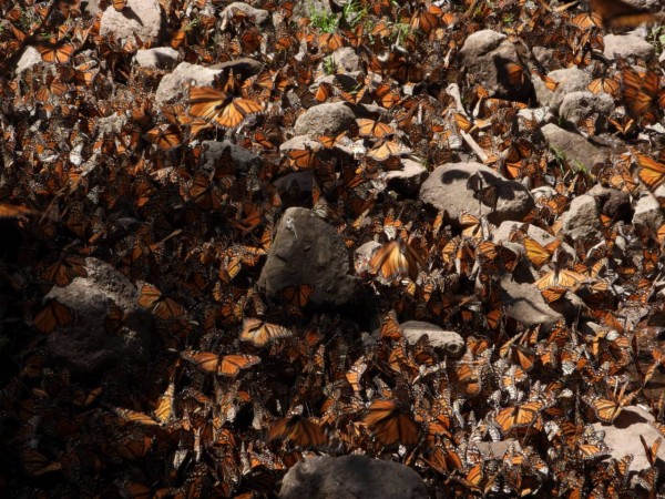 Monarchs at Cerro Pelon Sanctuary