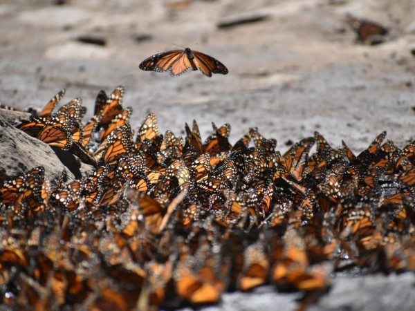 Monarchs at Cerro Pelon Sanctuary